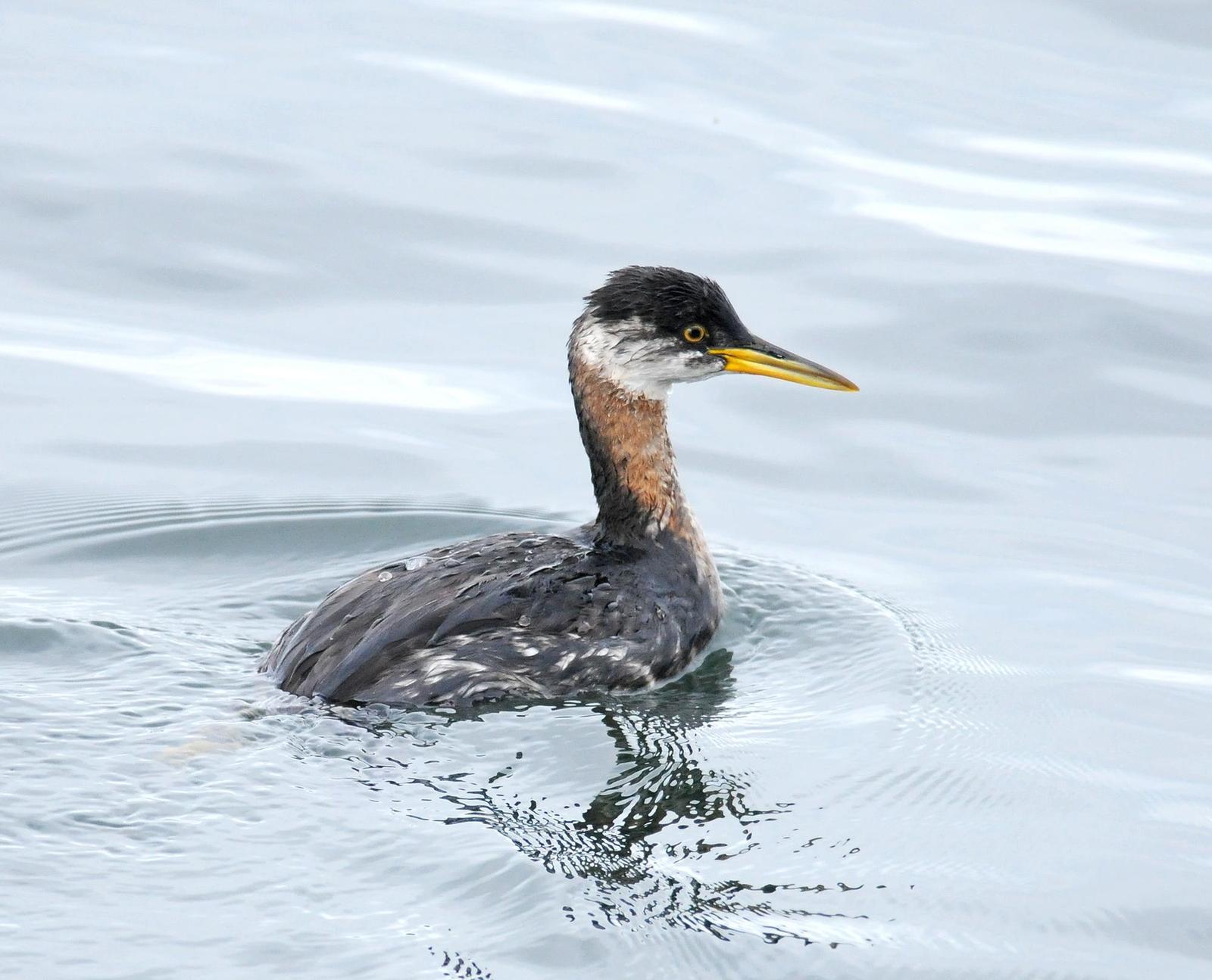 Red-necked Grebe Photo by Steven Mlodinow