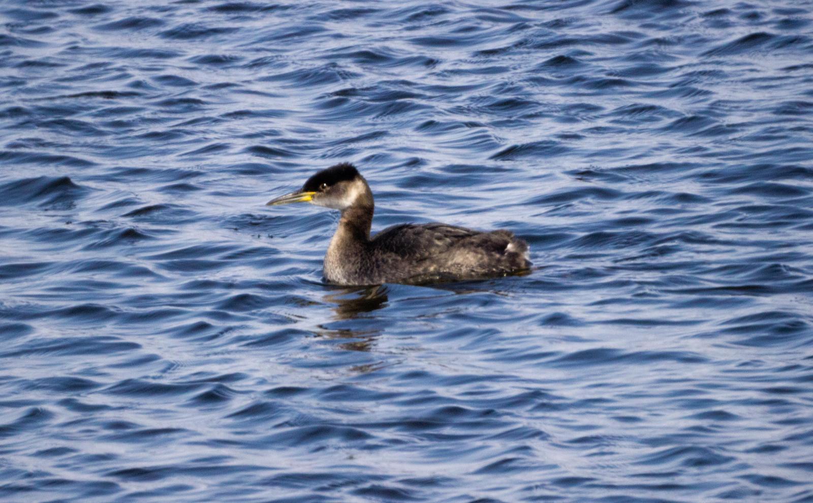 Red-necked Grebe Photo by Darrin Menzo