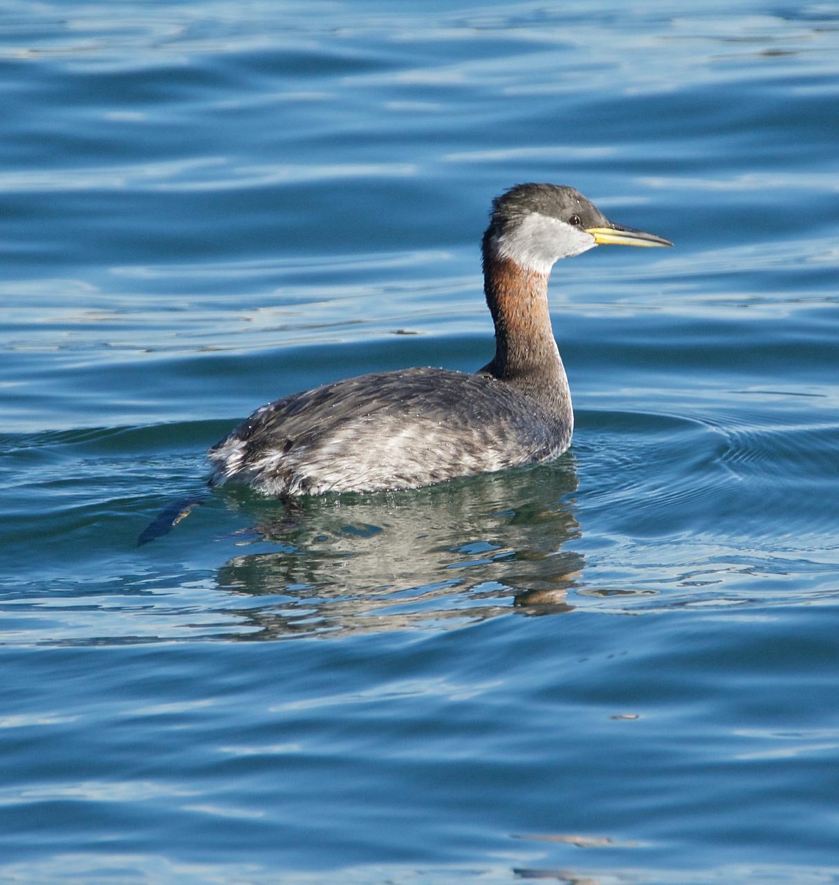 Red-necked Grebe Photo by Brian Avent