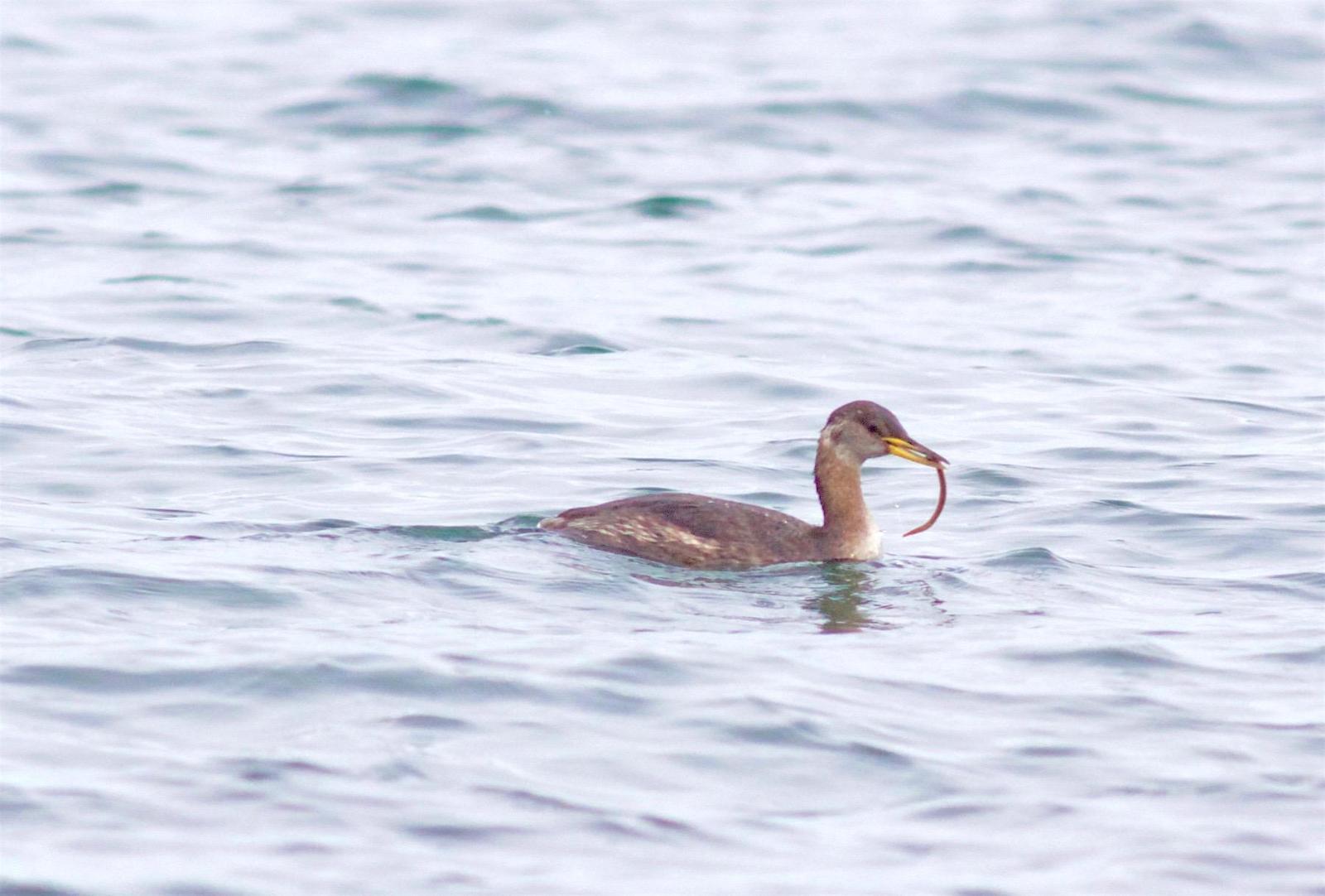 Red-necked Grebe Photo by Kathryn Keith