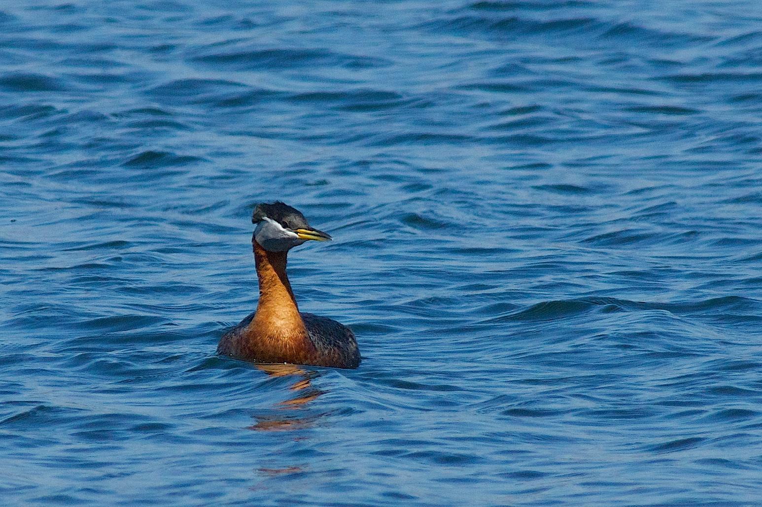Red-necked Grebe Photo by Gerald Hoekstra