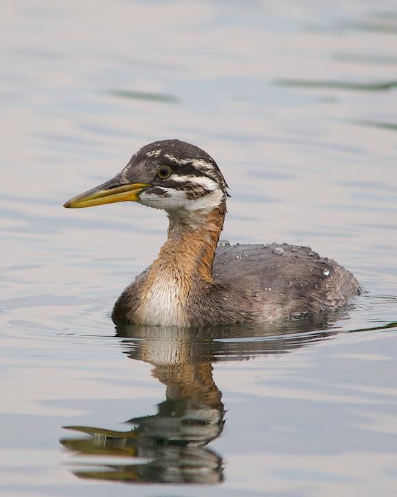 Red-necked Grebe Photo by Denis Rivard