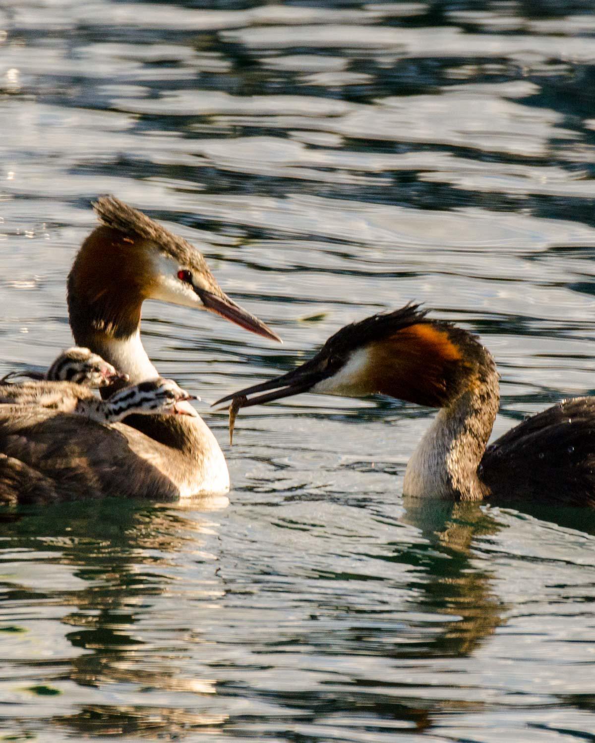 Great Crested Grebe Photo by Bob Hasenick