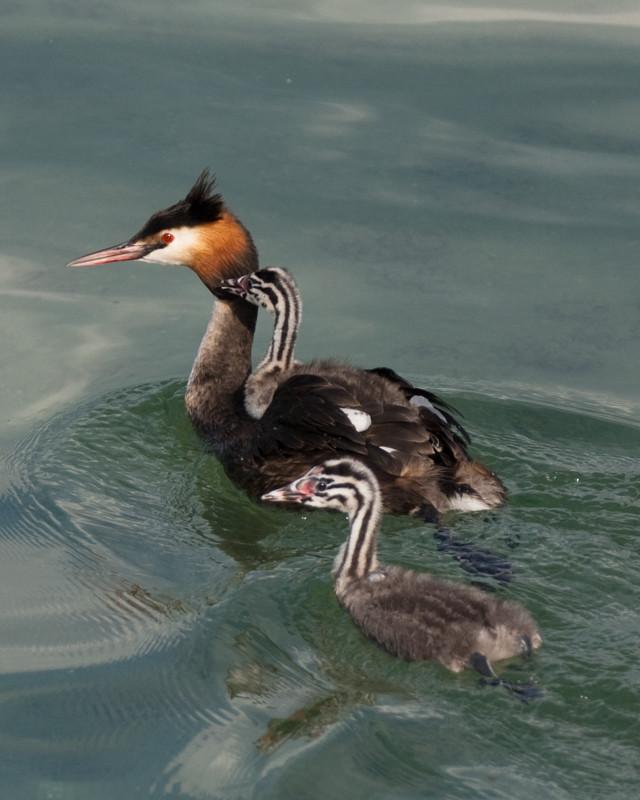Great Crested Grebe Photo by Natalie Raeber