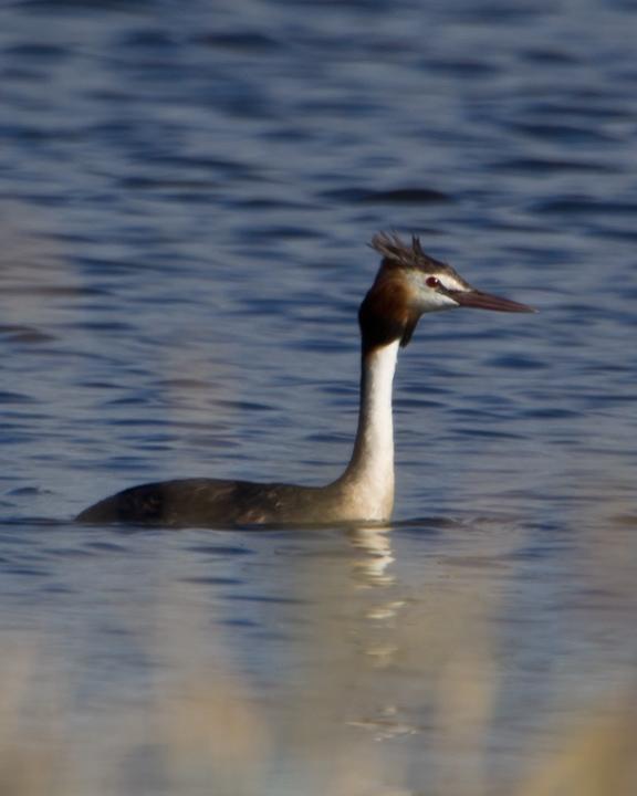 Great Crested Grebe Photo by Mat Gilfedder
