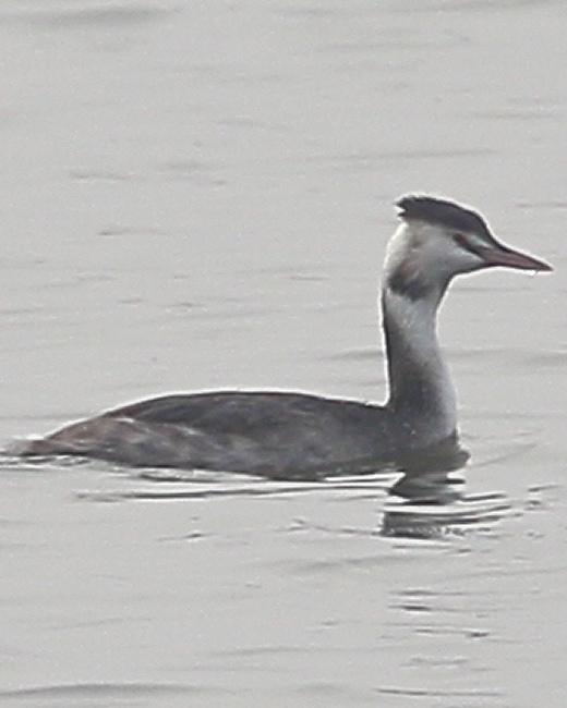 Great Crested Grebe Photo by Monte Taylor