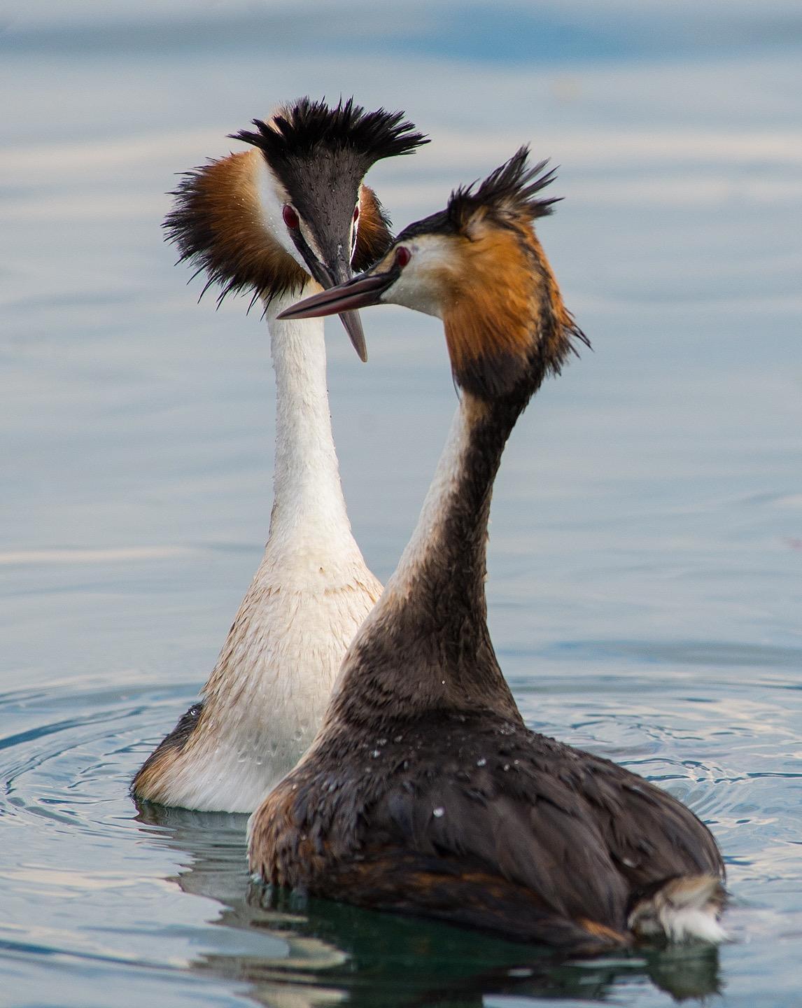 Great Crested Grebe Photo by Pete Myers