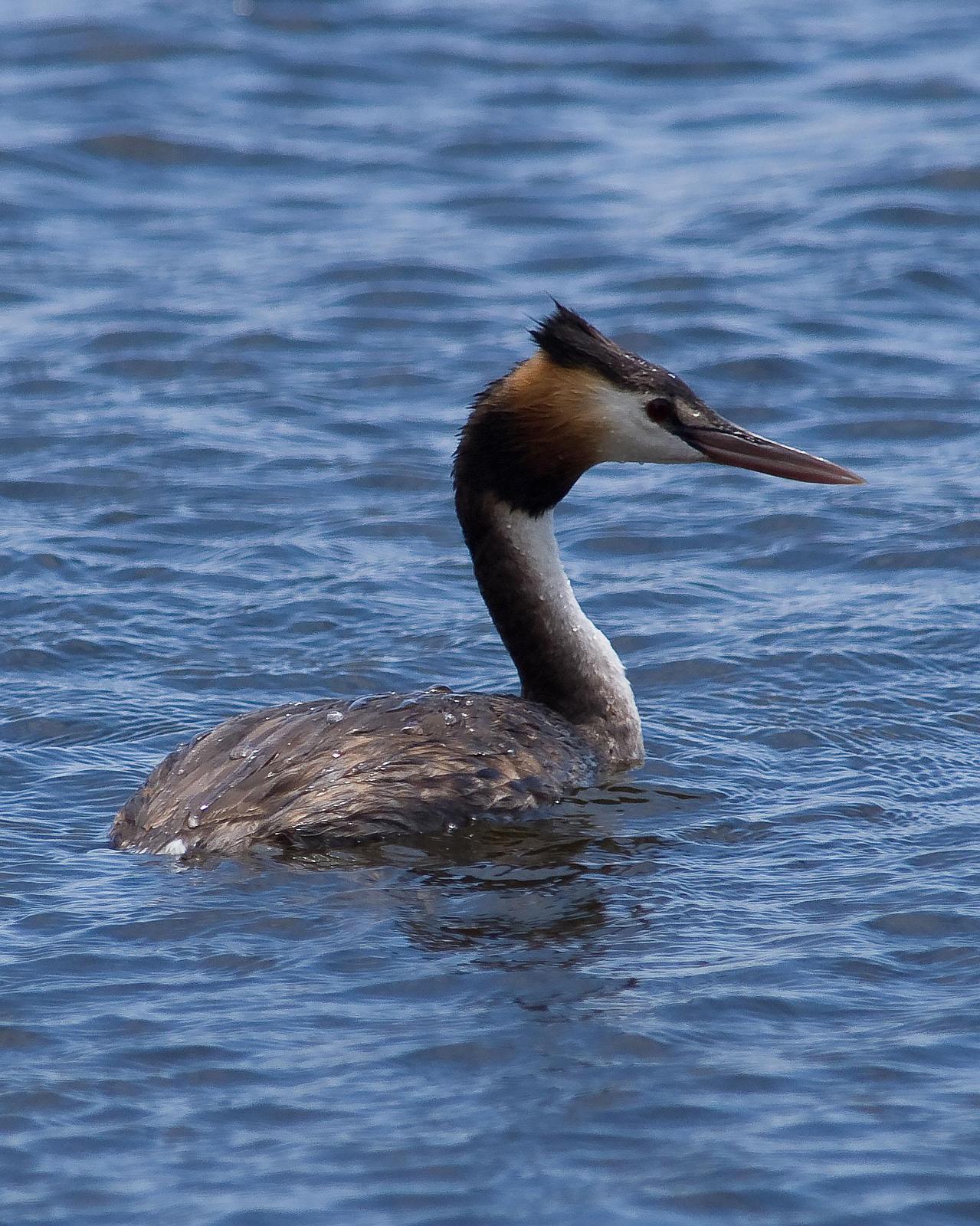 Great Crested Grebe Photo by Steve Percival