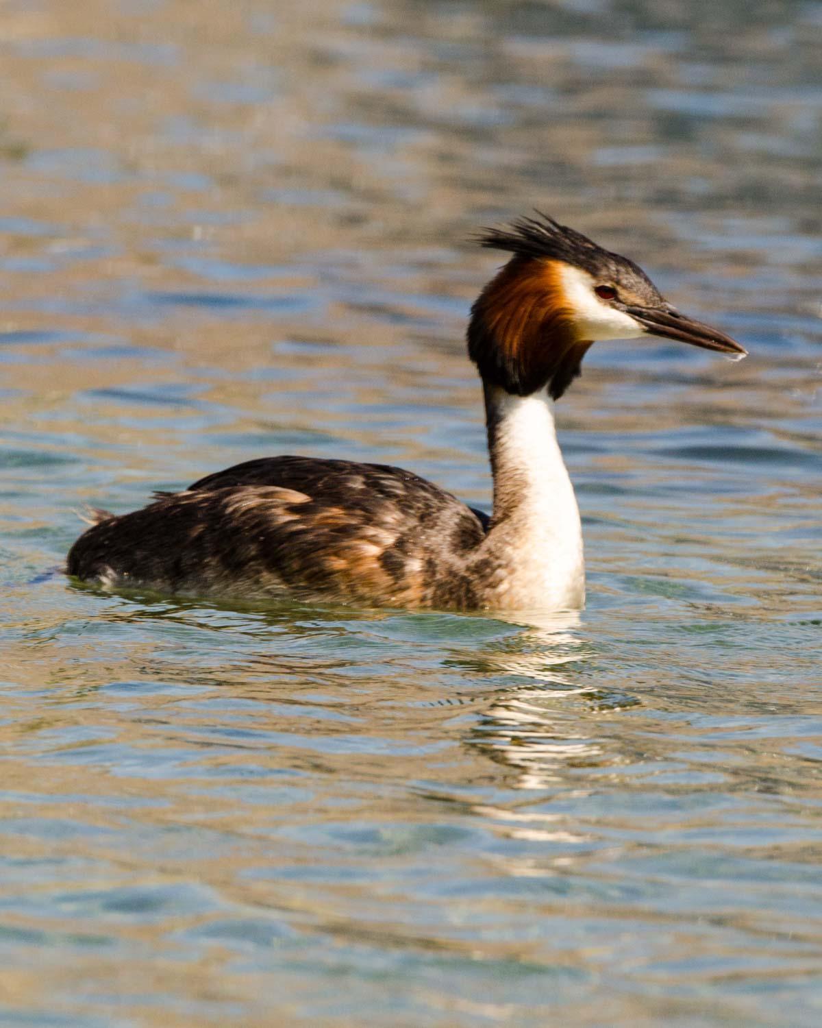 Great Crested Grebe Photo by Bob Hasenick