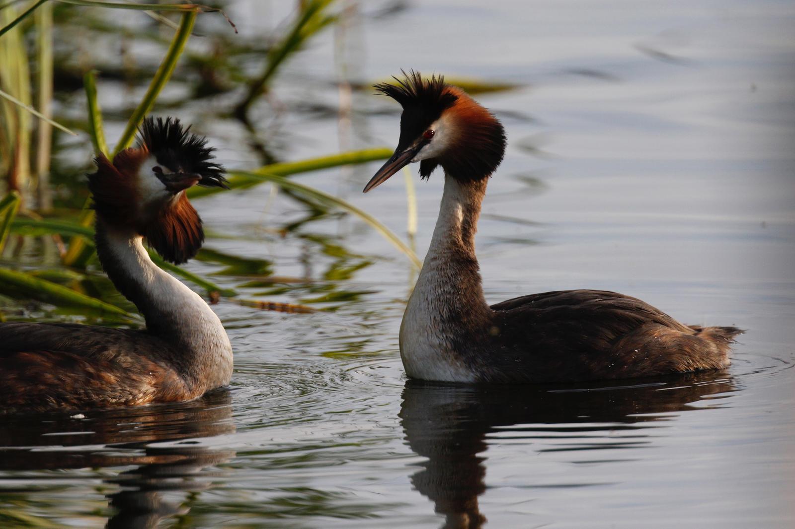 Great Crested Grebe Photo by Emily Willoughby