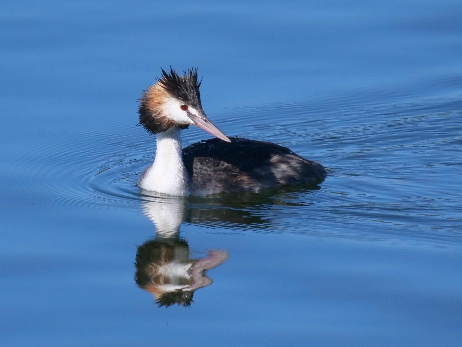 Great Crested Grebe Photo by Peter Lowe