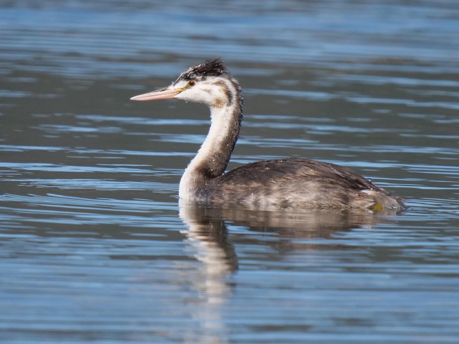 Great Crested Grebe Photo by Peter Lowe