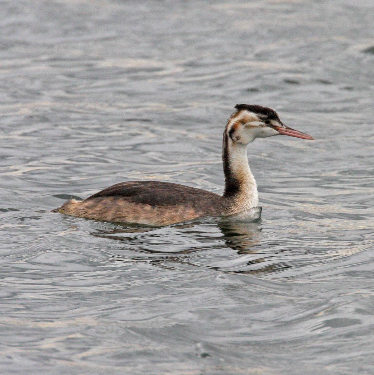 Great Crested Grebe Photo by Peter Boesman