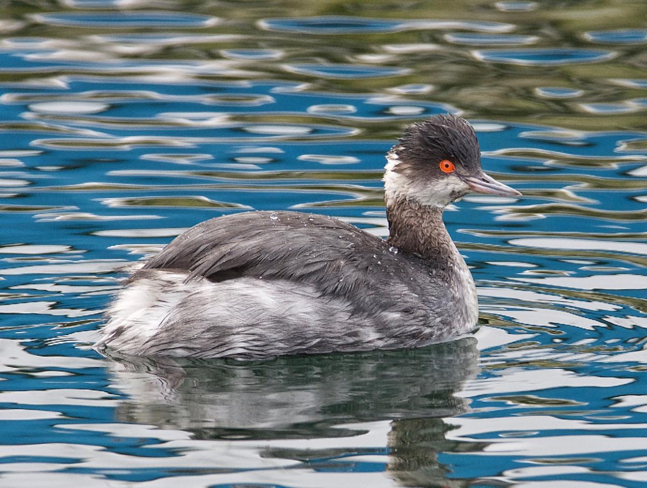 Eared Grebe Photo by Brian Avent