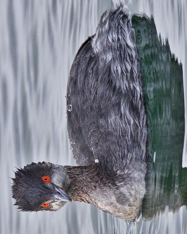 Eared Grebe Photo by Brian Avent