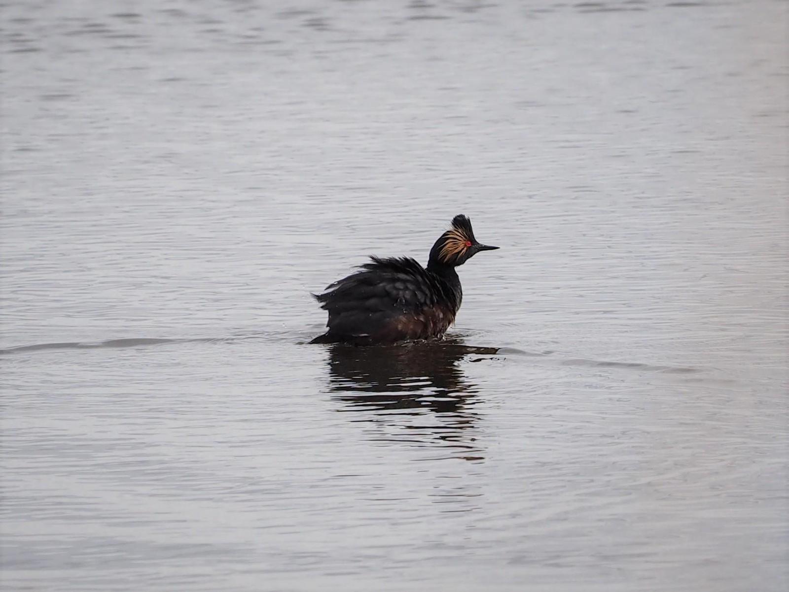 Eared Grebe Photo by Colin Hill