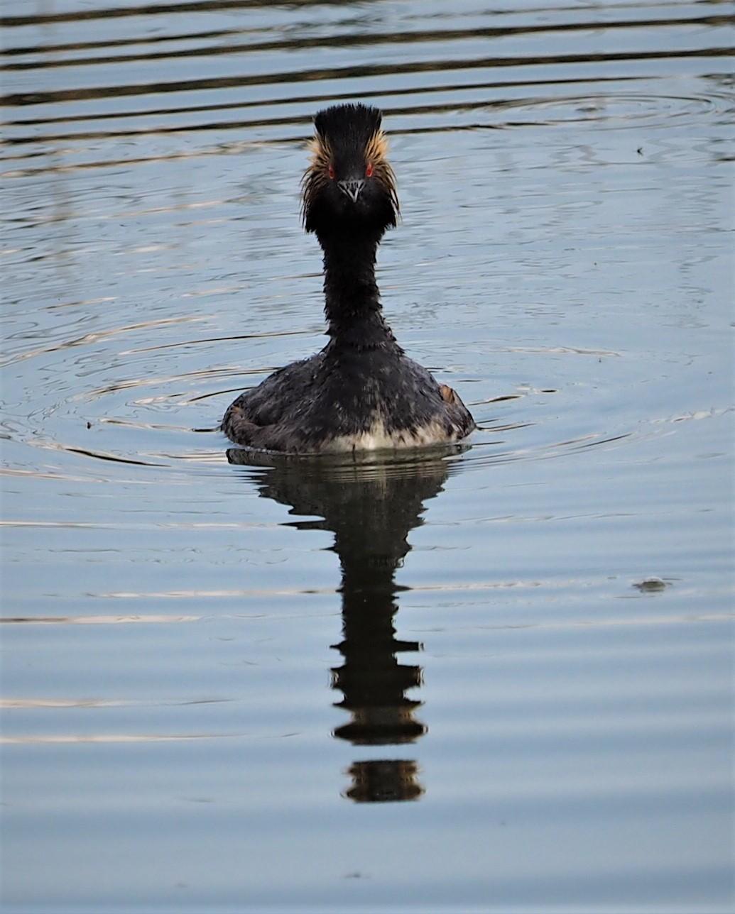 Eared Grebe Photo by Colin Hill