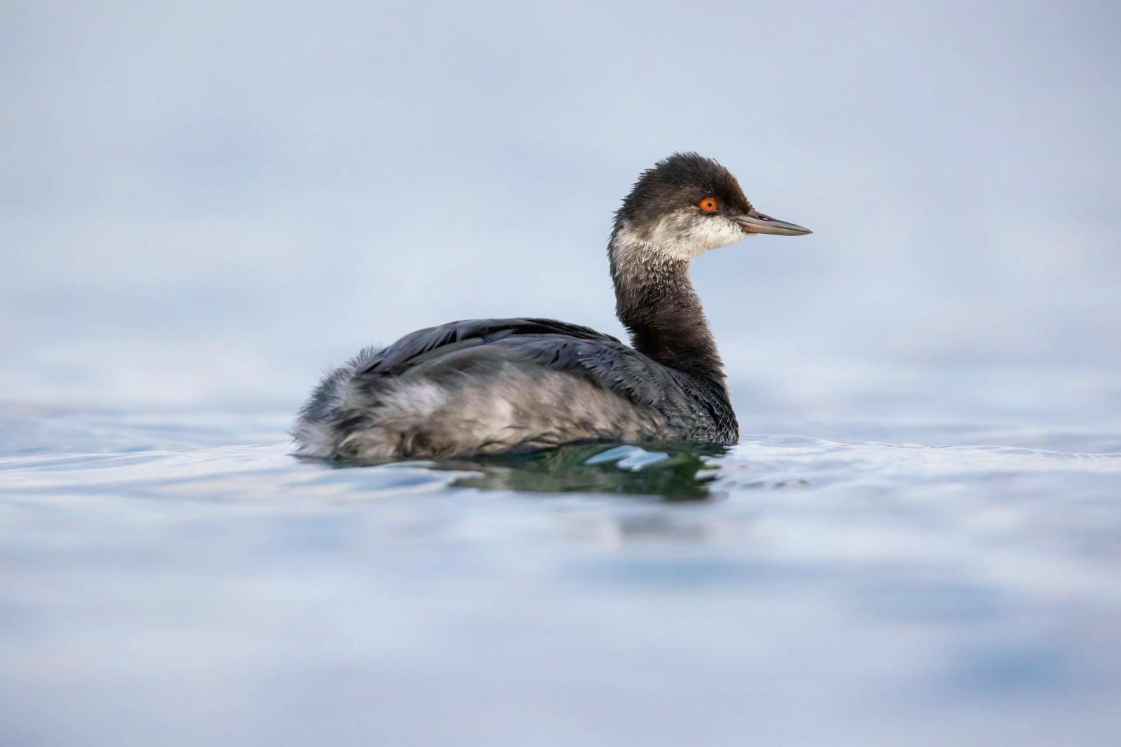 Eared Grebe Photo by Tom Ford-Hutchinson