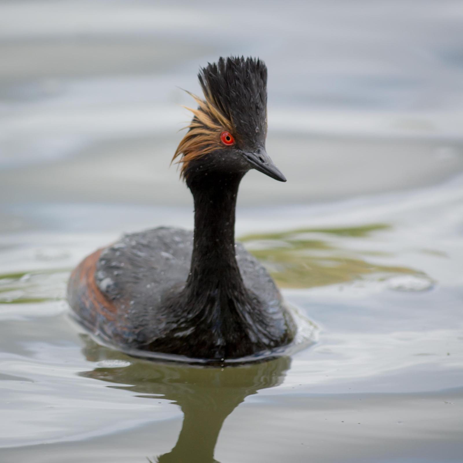 Eared Grebe Photo by Jesse Hodges