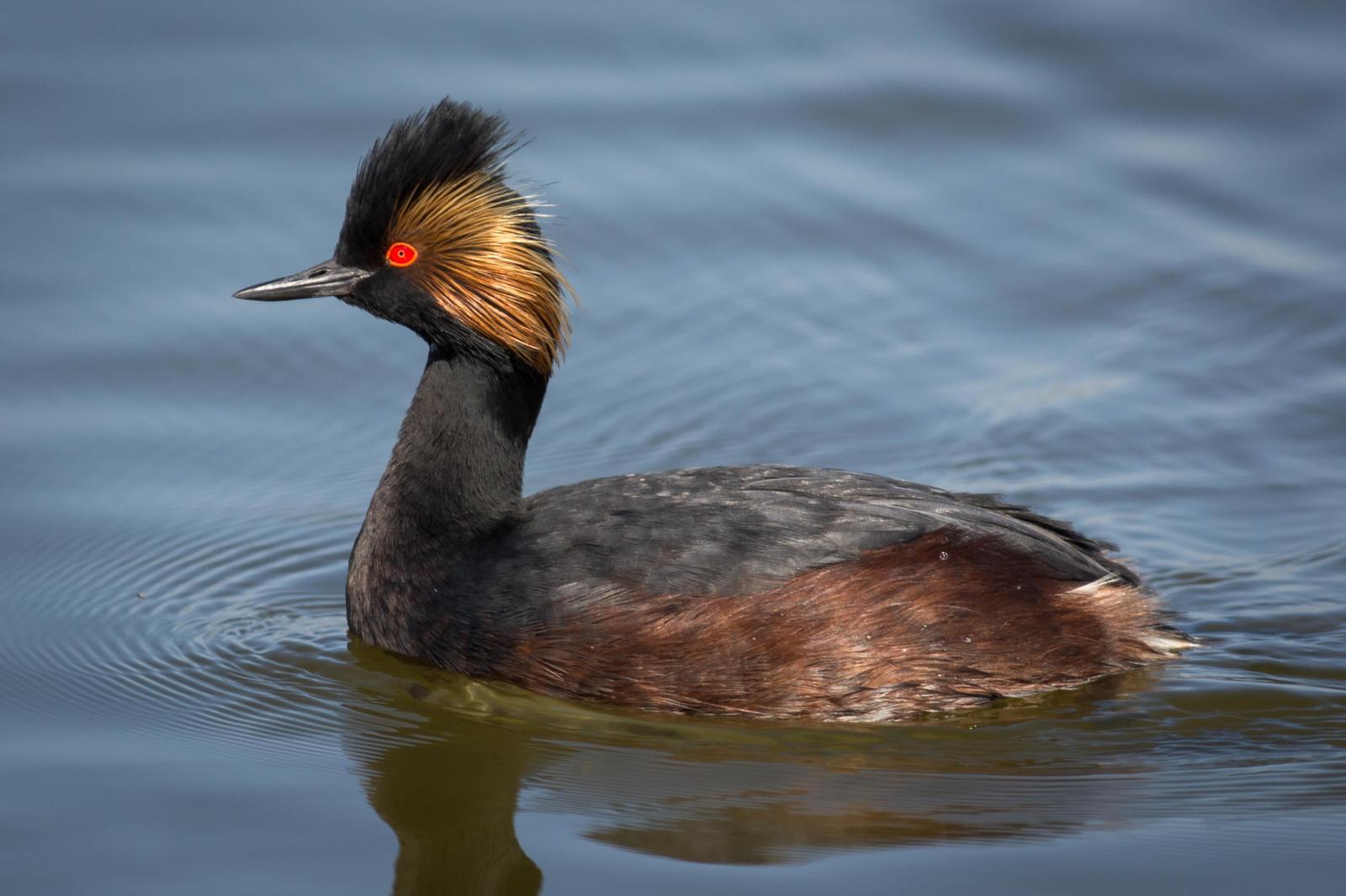 Eared Grebe Photo by Jesse Hodges