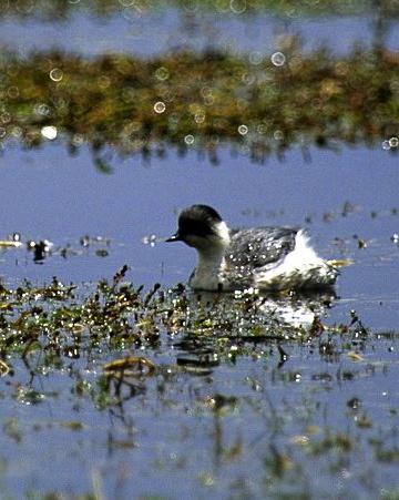 Silvery Grebe Photo by Francesco Veronesi