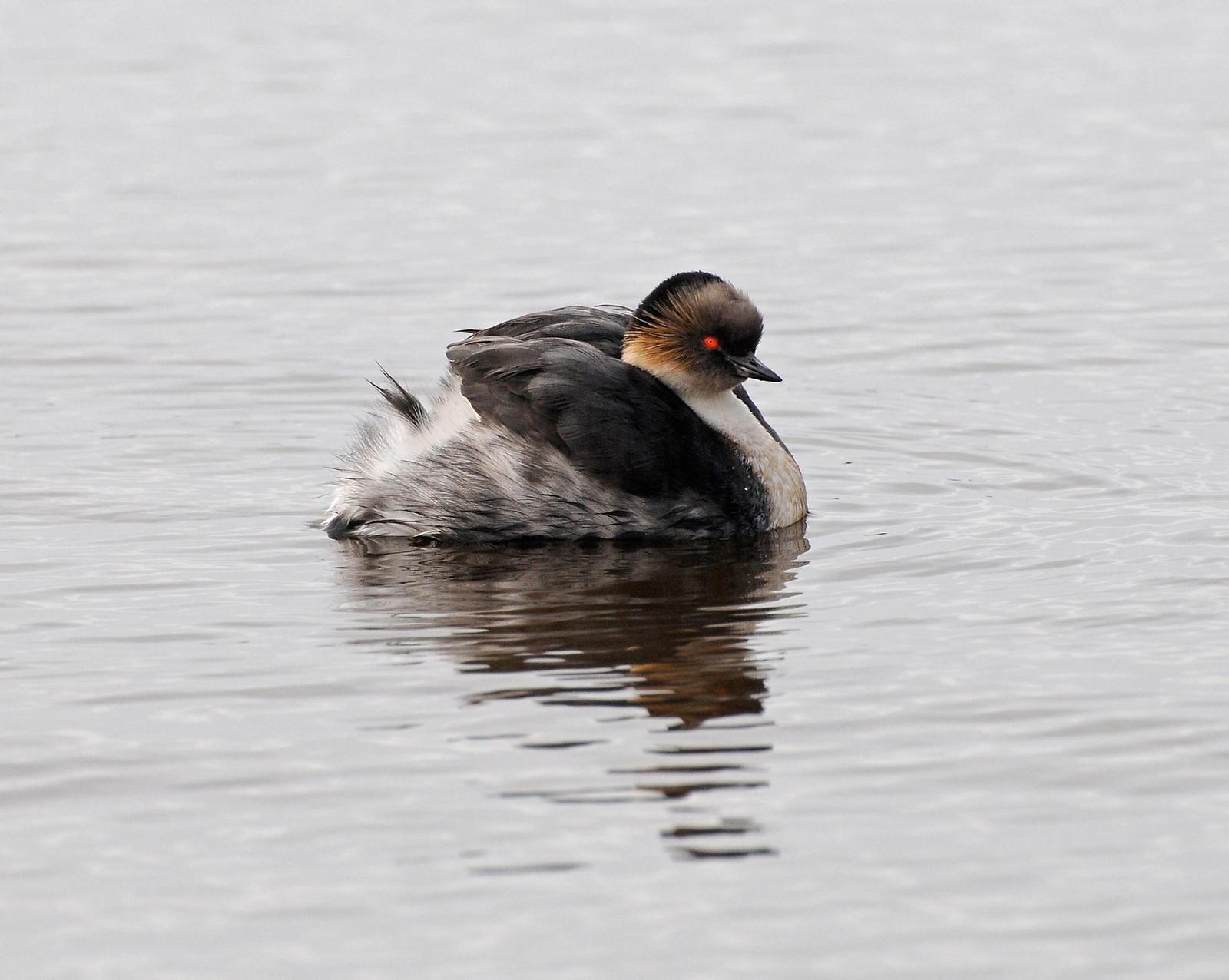 Silvery Grebe Photo by marion dobbs