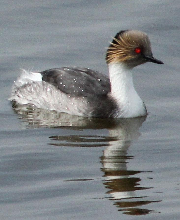 Silvery Grebe Photo by Lee Harding