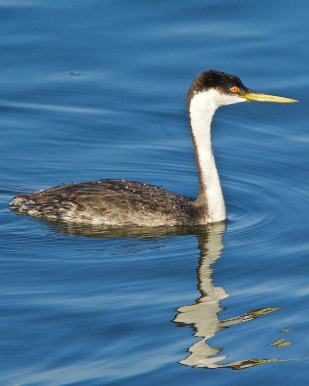 Western Grebe Photo by Brian Avent