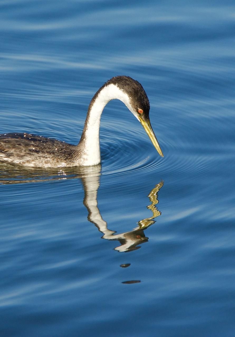 Western Grebe Photo by Brian Avent