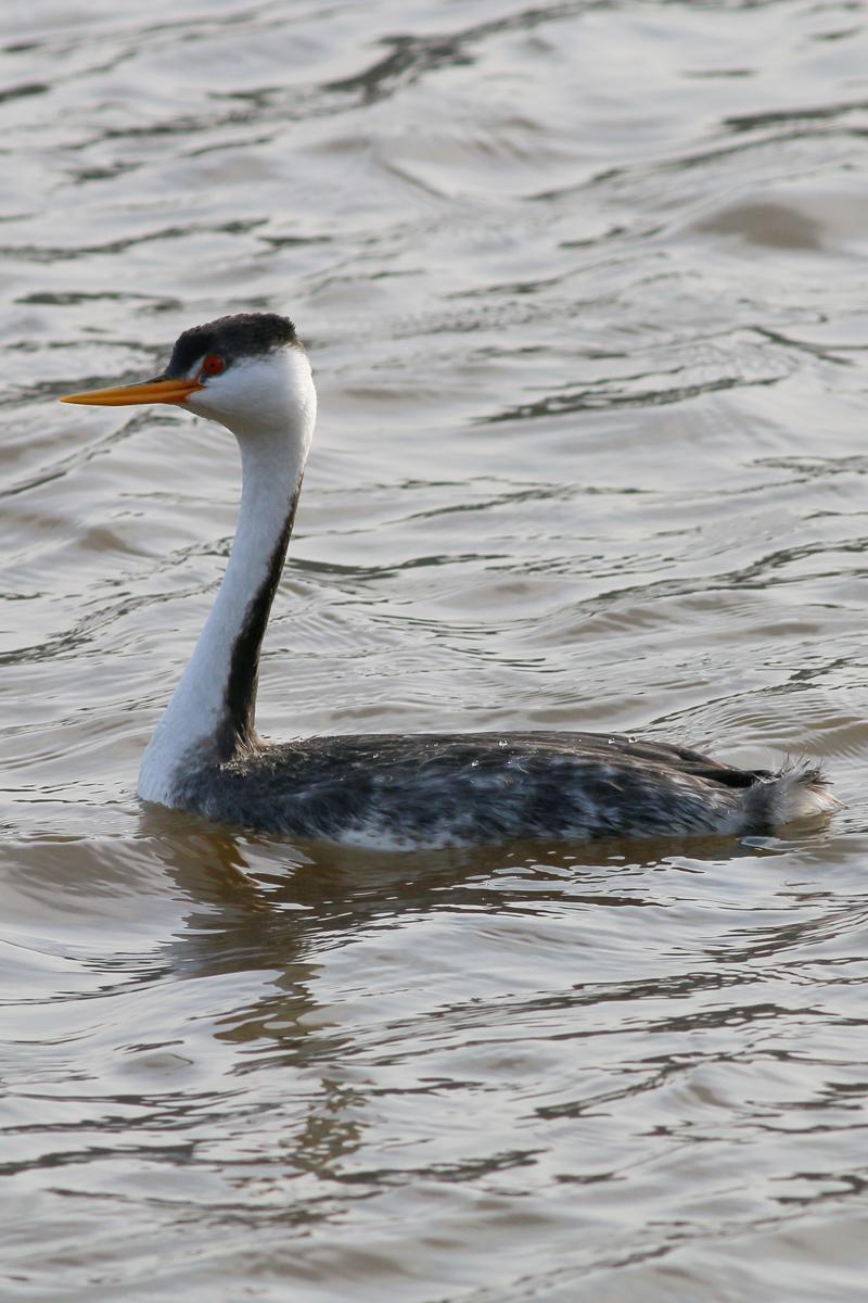 Western Grebe Photo by Skip Russell