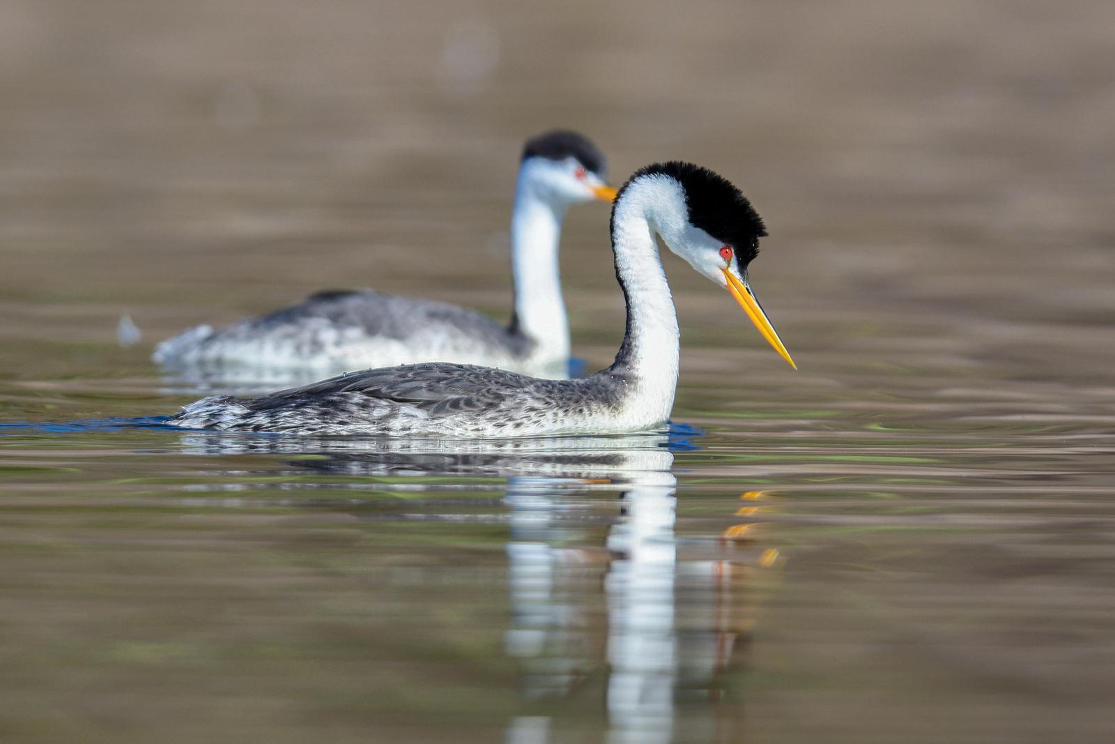 Clark's Grebe Photo by Tom Ford-Hutchinson