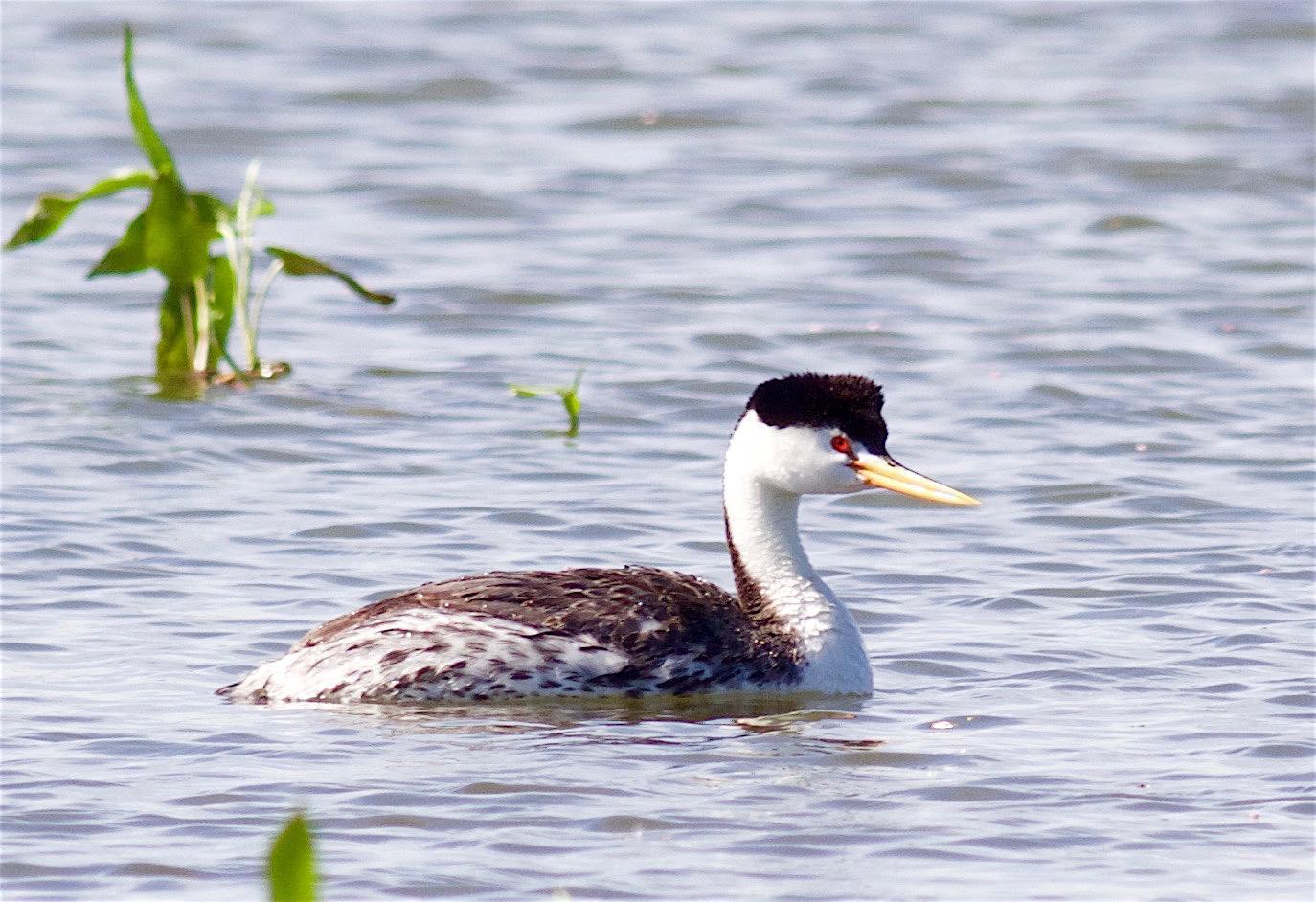 Clark's Grebe Photo by Kathryn Keith