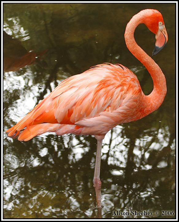 American Flamingo Photo by Alison Sheehey