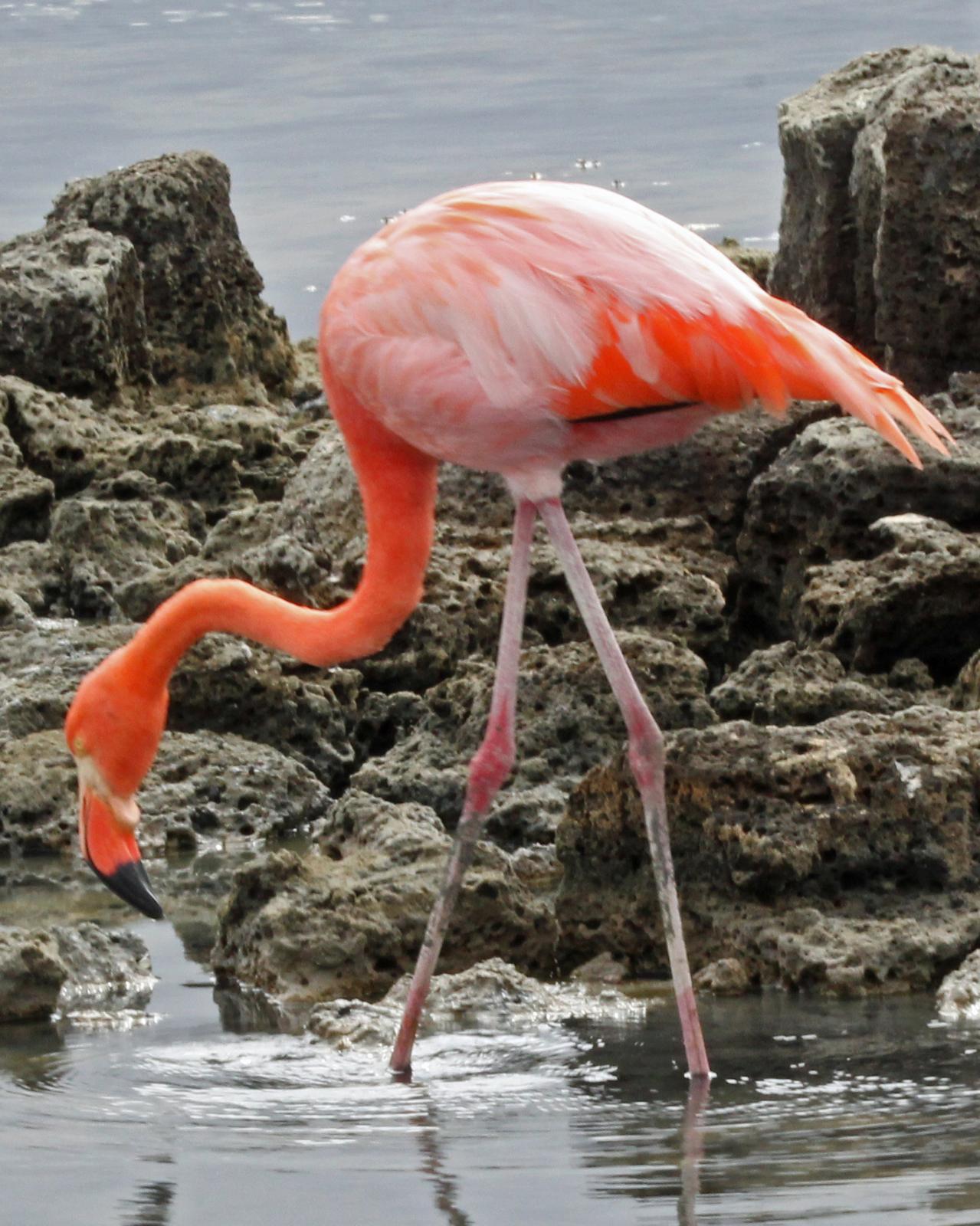 American Flamingo Photo by Robert Polkinghorn
