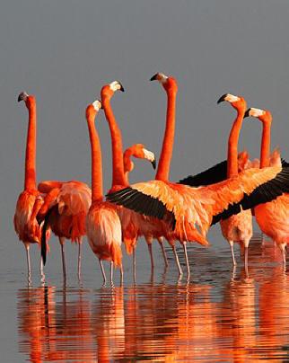 American Flamingo Photo by Amy McAndrews