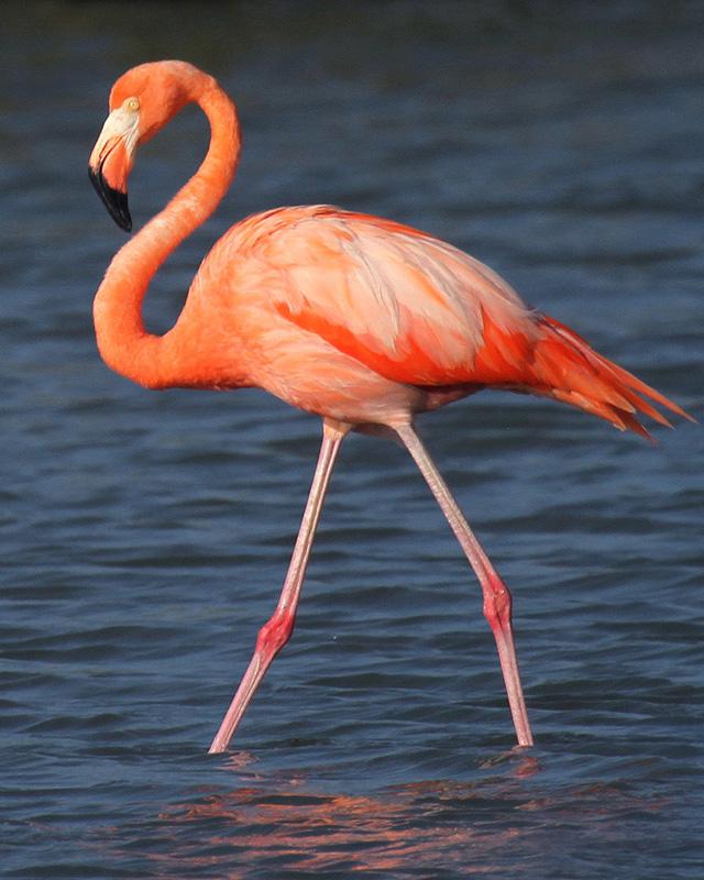 American Flamingo Photo by Cathy Sheeter