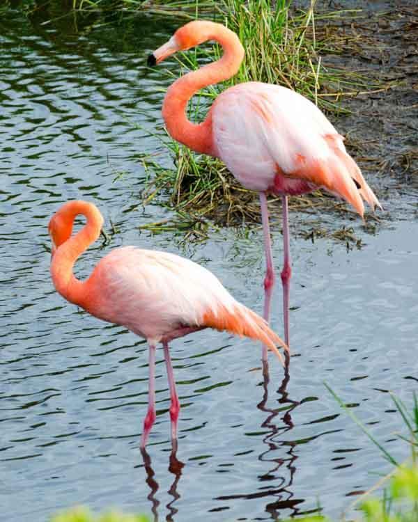 American Flamingo Photo by Bob Hasenick