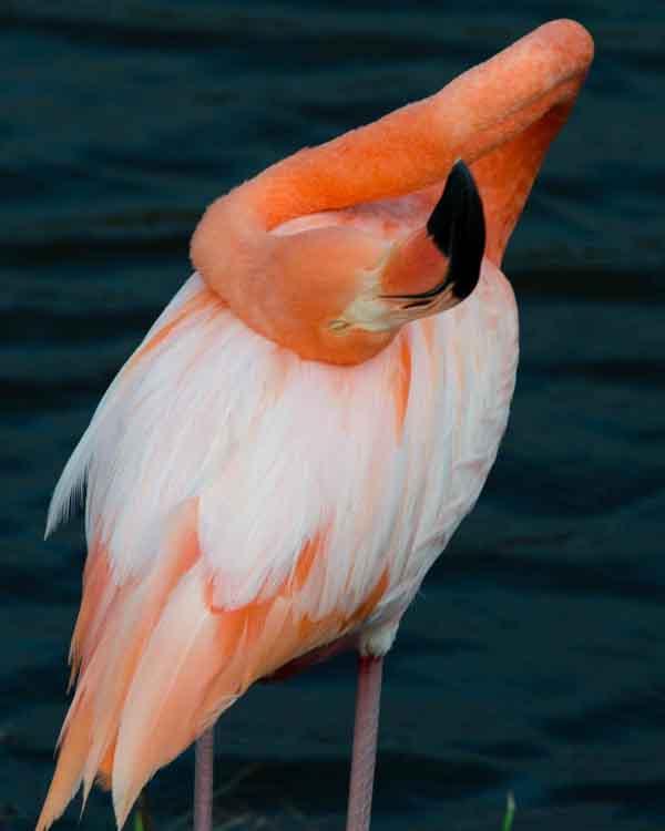 American Flamingo Photo by Bob Hasenick