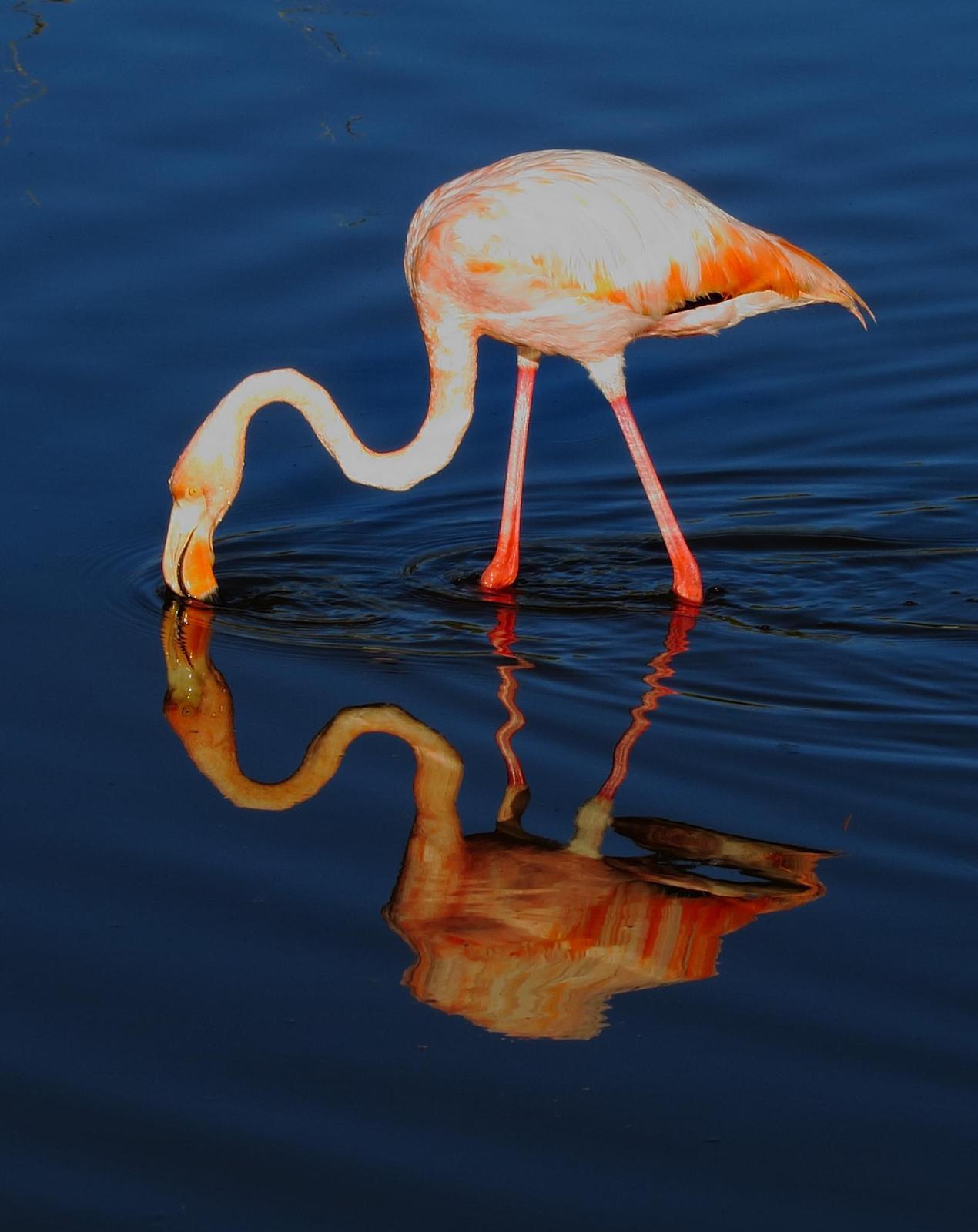 American Flamingo Photo by Kent Jensen