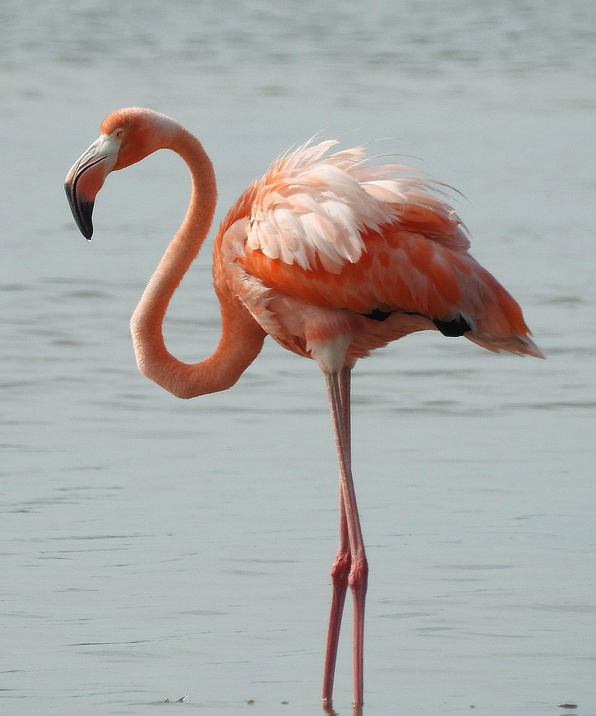 American Flamingo Photo by Alejandra Perez