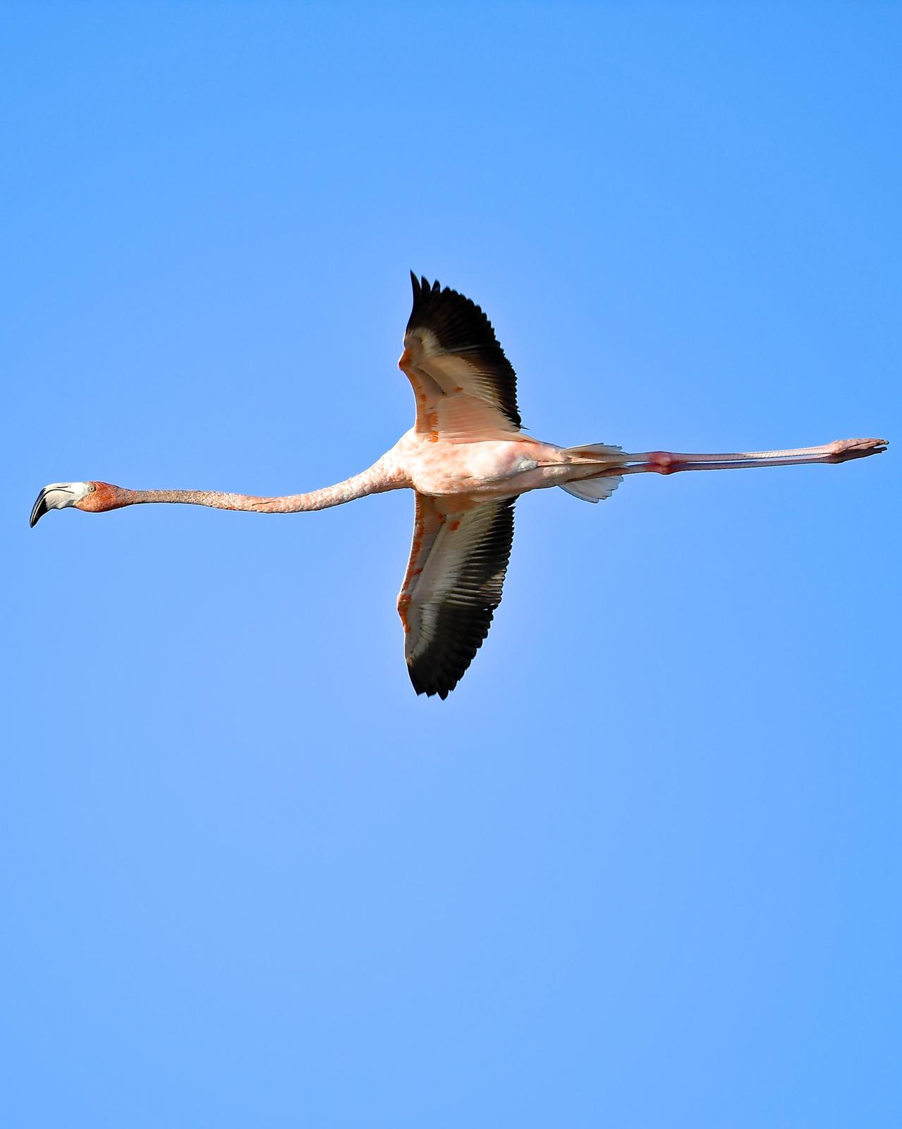 American Flamingo Photo by Gerald Friesen