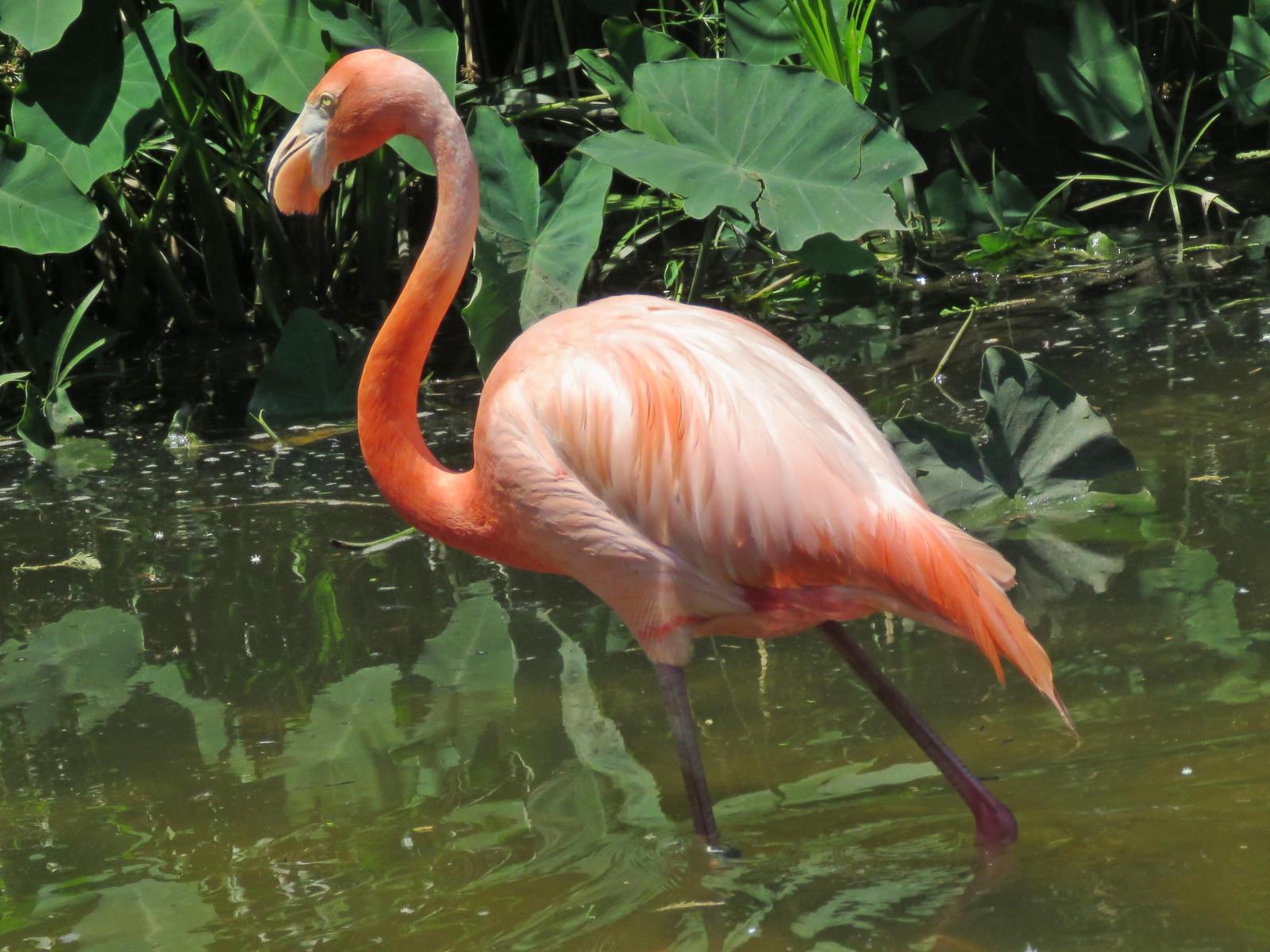 American Flamingo Photo by Bob Neugebauer