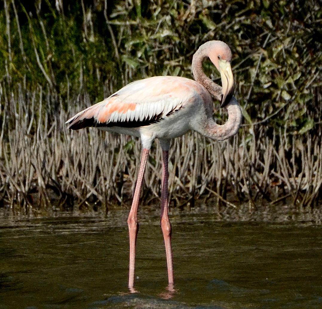 American Flamingo Photo by Steven Mlodinow