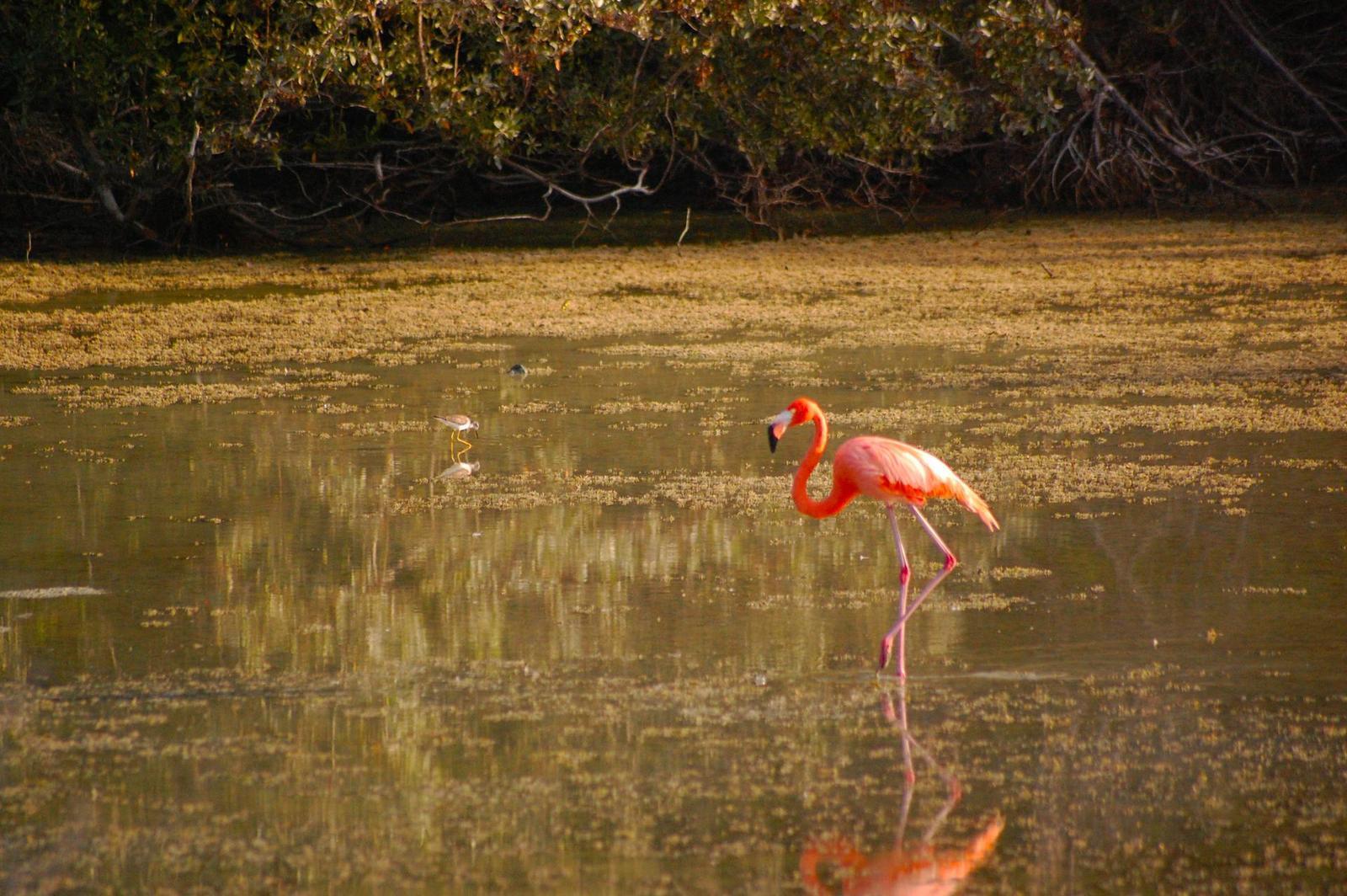 American Flamingo Photo by Ted Goshulak