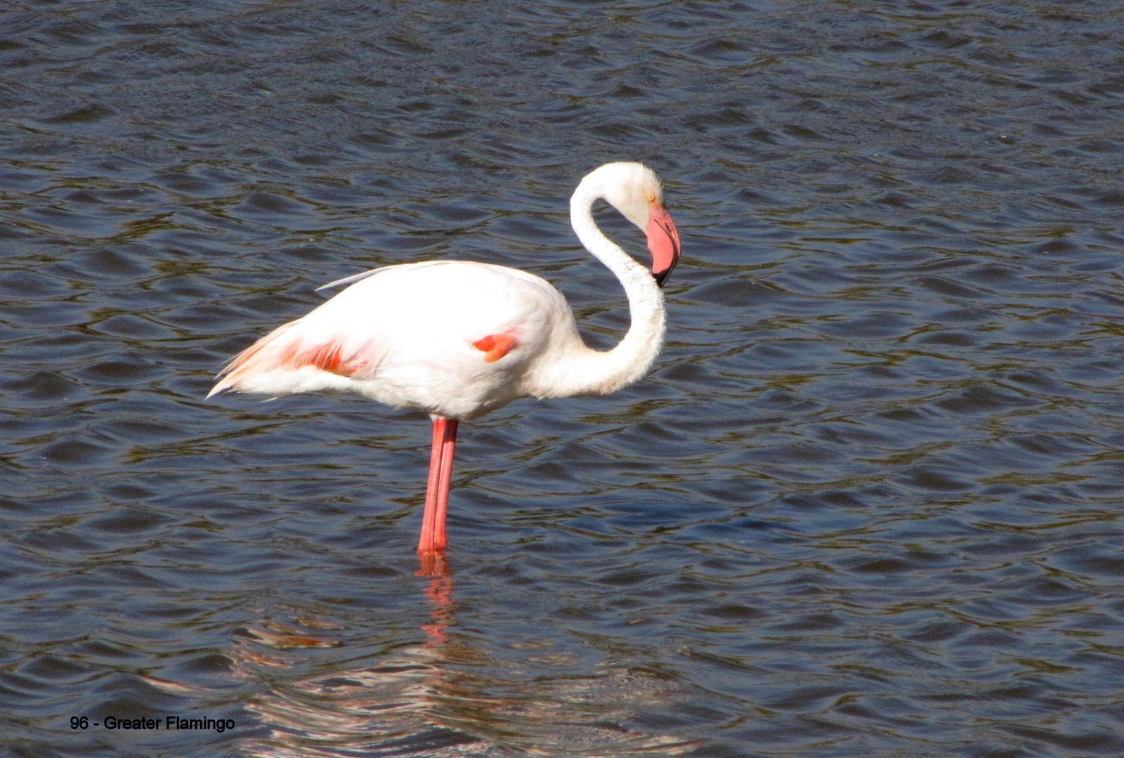 Greater Flamingo Photo by Richard  Lowe