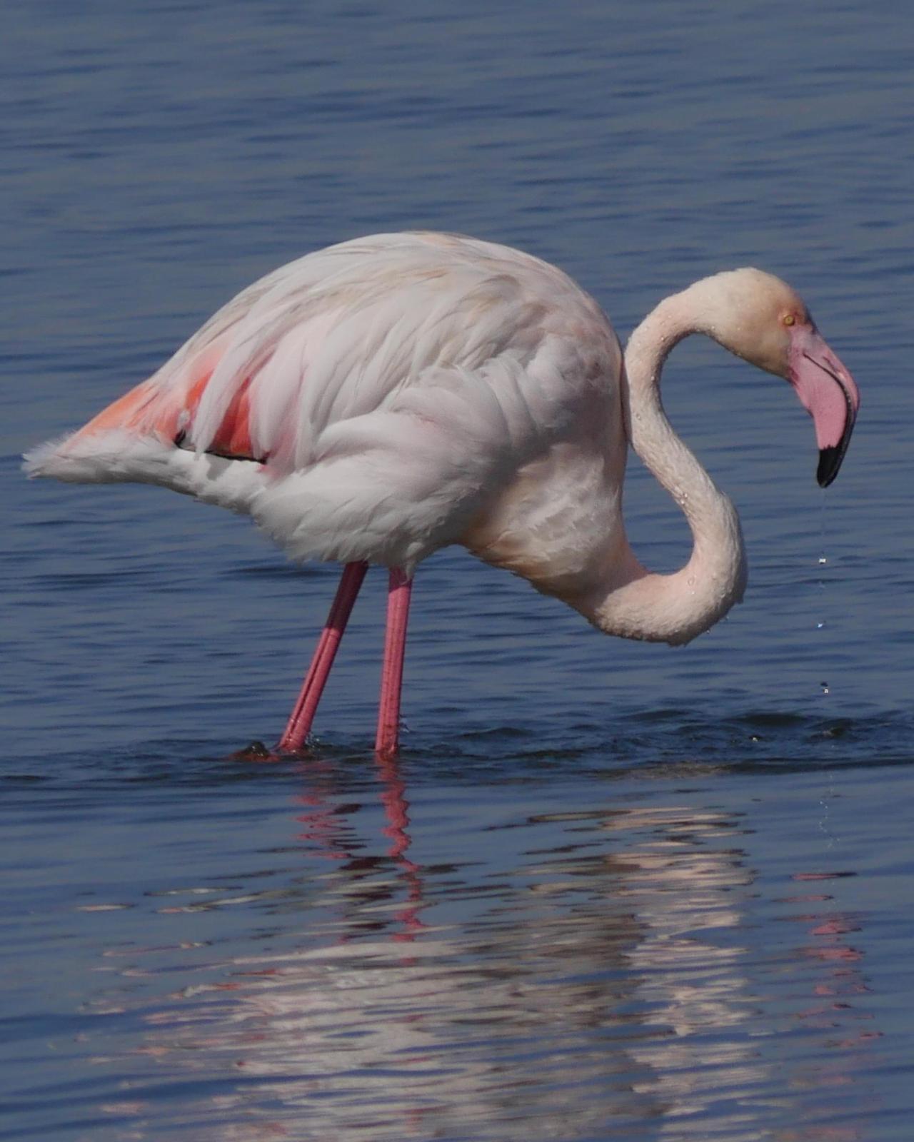 Greater Flamingo Photo by Peter Lowe