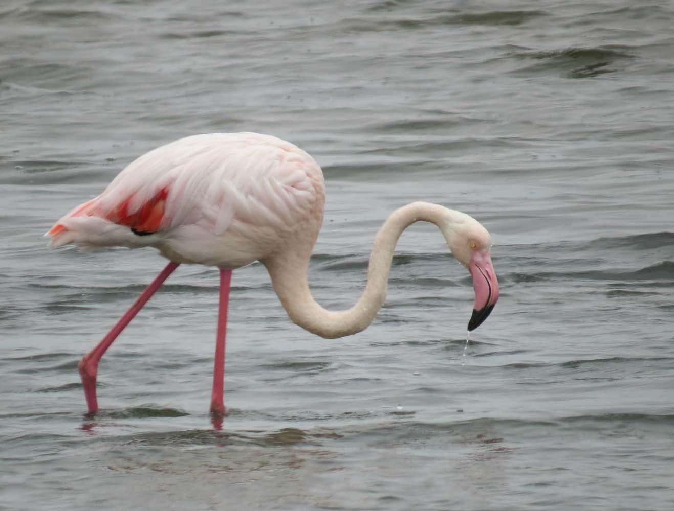 Greater Flamingo Photo by Peter Boesman