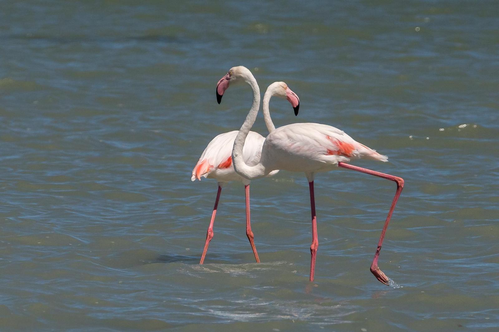 Greater Flamingo Photo by Gerald Hoekstra