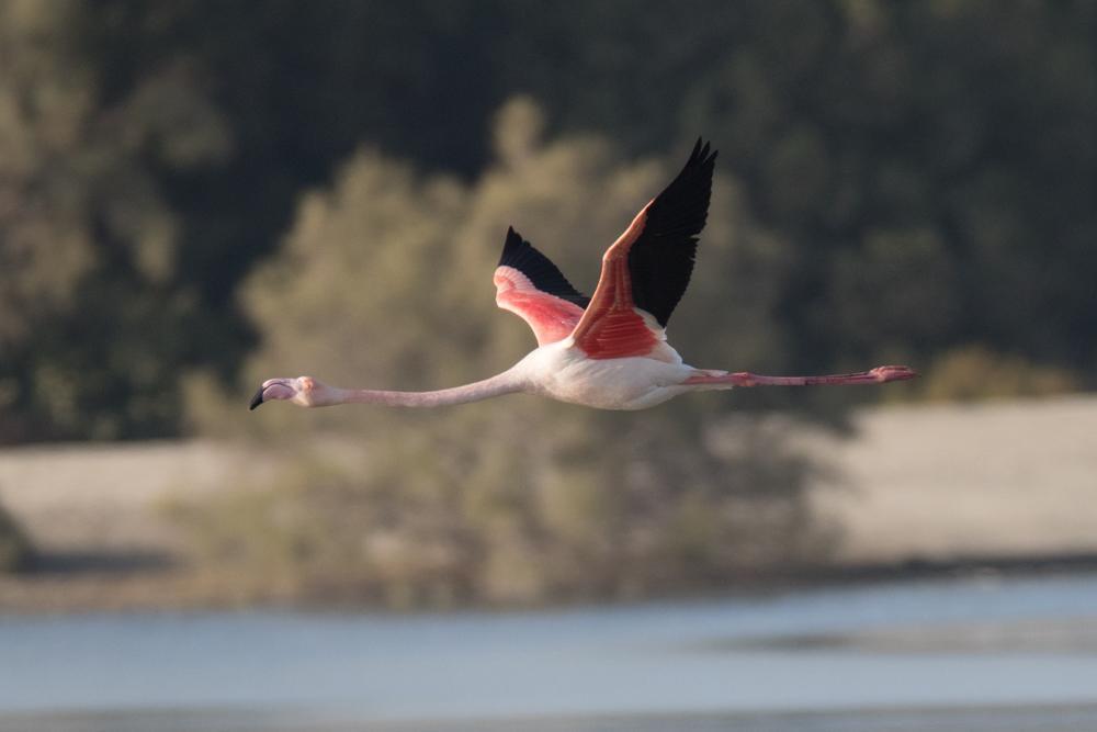 Greater Flamingo Photo by Amanda Fulda