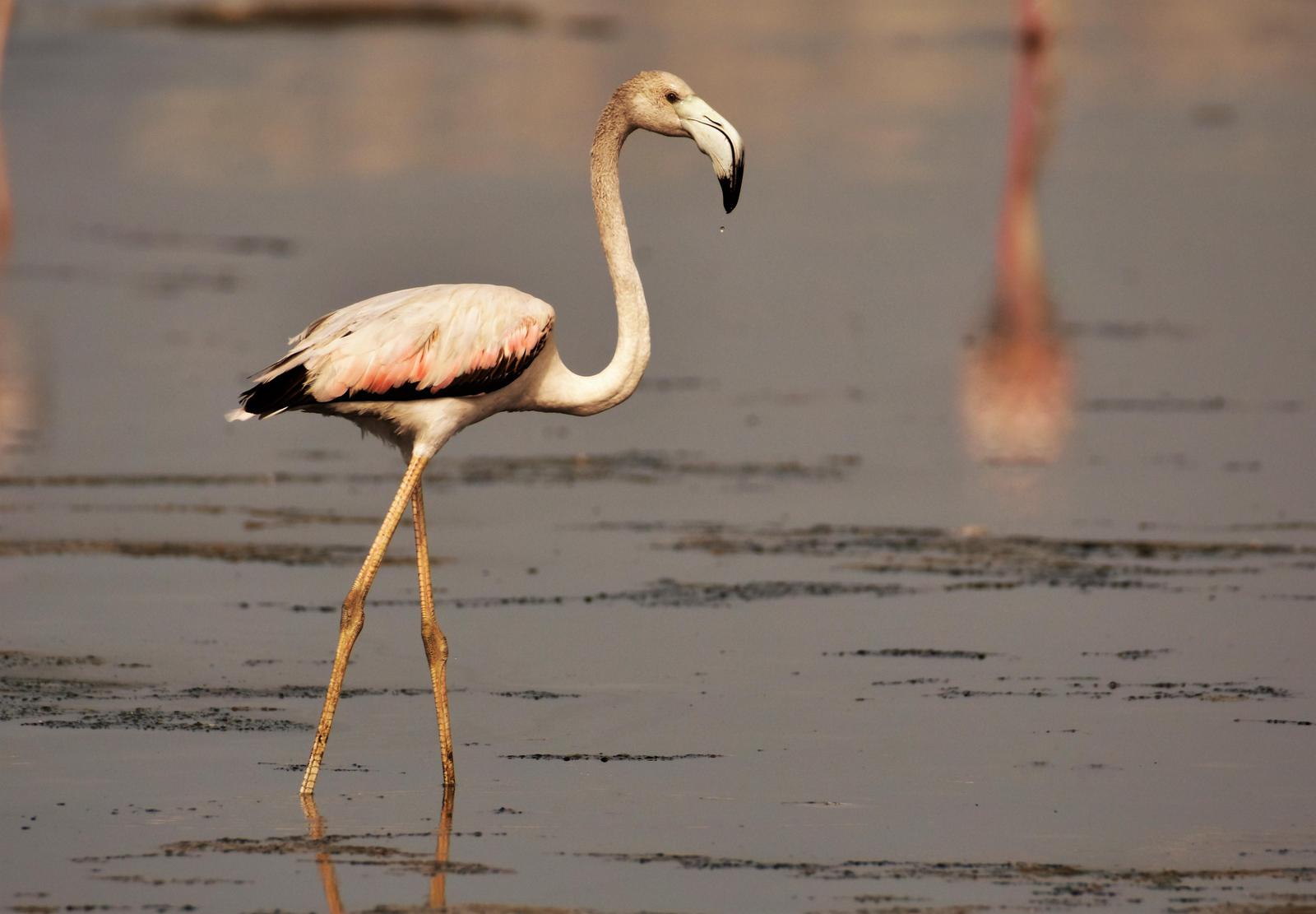 Greater Flamingo Photo by Krishnakumar Krishnan